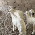 طليان للبيع