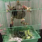 سنجاب الطائر