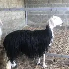 نجد للبيع