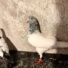 حمام باكستاني للبيع