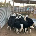 طليان خرفان نجد