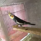 كروان متكلم و منتج (( تم البيع ))