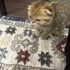 قط سكوتش عمرها 3 او 4 شهور