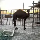 قعود للبيع