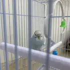 طير حب انثى