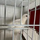 روز البينو عيون حمر