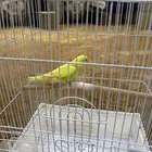 عصفور اليف وشبكه معه