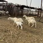 ضان مناتيج