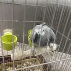 للبيع كاسكو