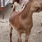 تيوس دهم