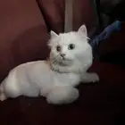 قطه للتبني