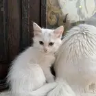 تبني