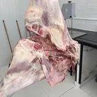 خروف كشميري. تيس كيني. عجل باكستاني. فقط في ملحة صالحة