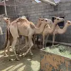 قعدان للبيع مناسبات زوجات