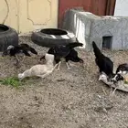 بيعه دجاج مشكل