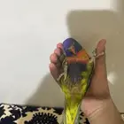 لوري رينبو ( تم البيع )