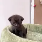 قطة شكوتش فولد