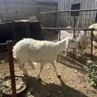 شاه حايل
