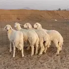 حري طليان ذبايح ثلاجه ذبائح مناسبات يوجد صلخ وتوصيل