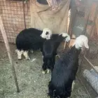 3 رخال و خروف صنف