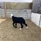 خروف هرفي حليب