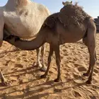 قعود طيب عمره 8 شهور للبيع