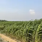 قصب اخضر لبيع لتواصل