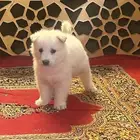كلب هاسكي جميل بيور