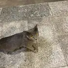 قط مفقود في مكة