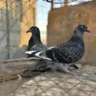 طبه زاجل سباق