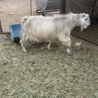 تيس فحل كفوا صنف يضرب