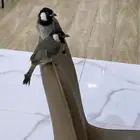للبيع بلابل بالاحساء