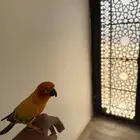 صن كنيور للبيع