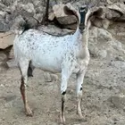 ماعز بيشي صنف فاخرة
