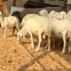 غنم حريات حصيب ودفيع