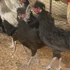 وش نوع الدجاج