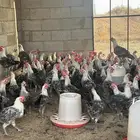 للبيع ديكه فيومي للتواصل خاص