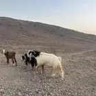 تيس عارضي