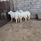 خرفان ذبائح للبيع