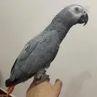 فرخ. كاسكو.
