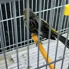 كناري منتج