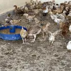 صوص عمر 2 زياده عن شهرين