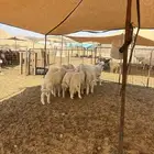 الشميسي طريق الخواجات