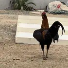 جدة حي القوزين