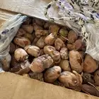 تمر للاغنام والحلال طيب بالحيل