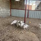 دجاج رومي