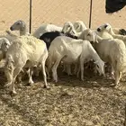 غنم دفيع للبيع