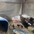 دجاجه عليها خمس فروخ عمر الفروخ سبوع ويومين.والدجاجه كفوو .