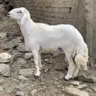 فحل حري مشروط