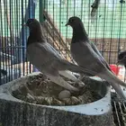 حمام صنعاوي اصيل